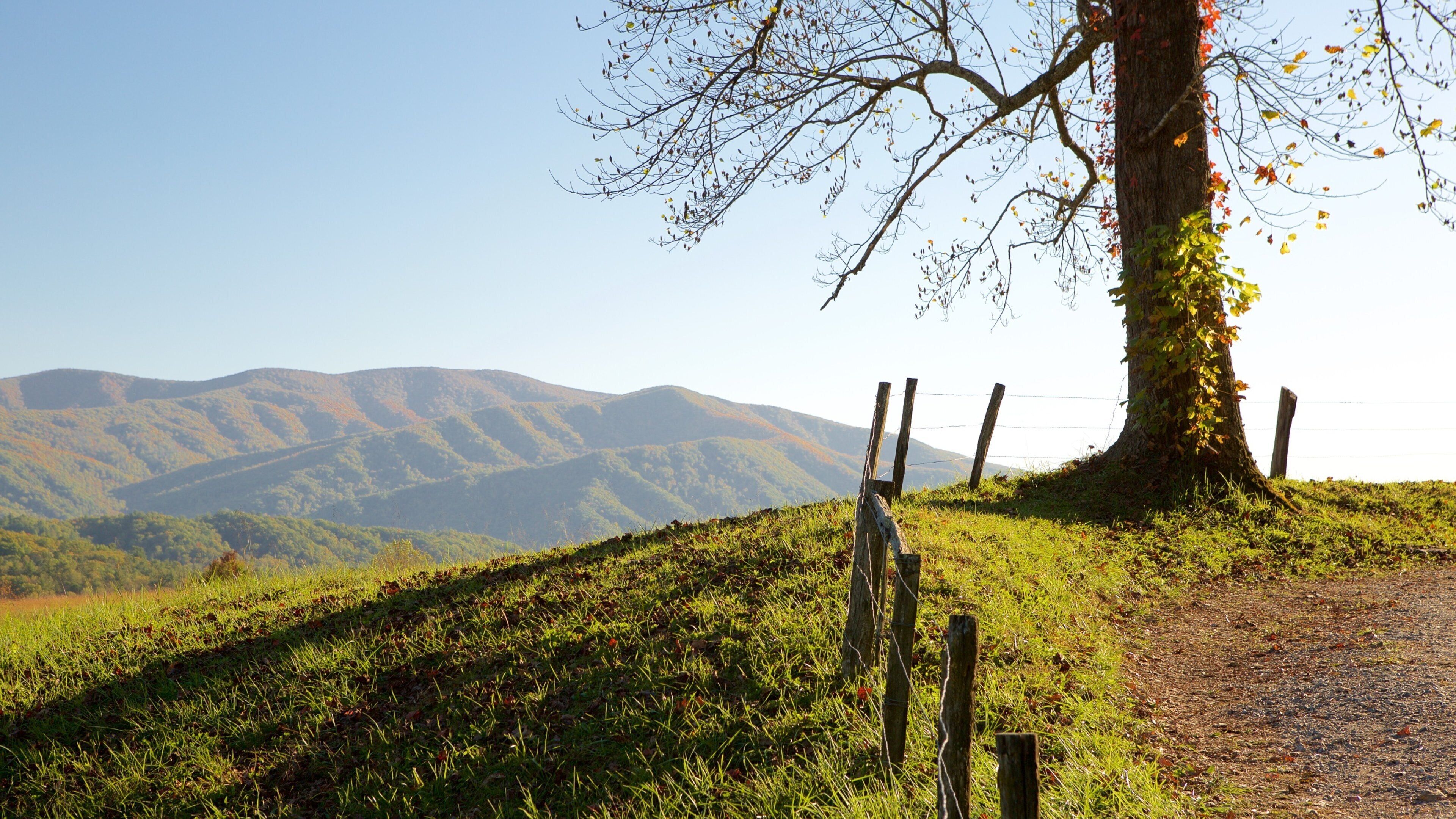 Cades Cove que incluye montañas y situaciones tranquilas