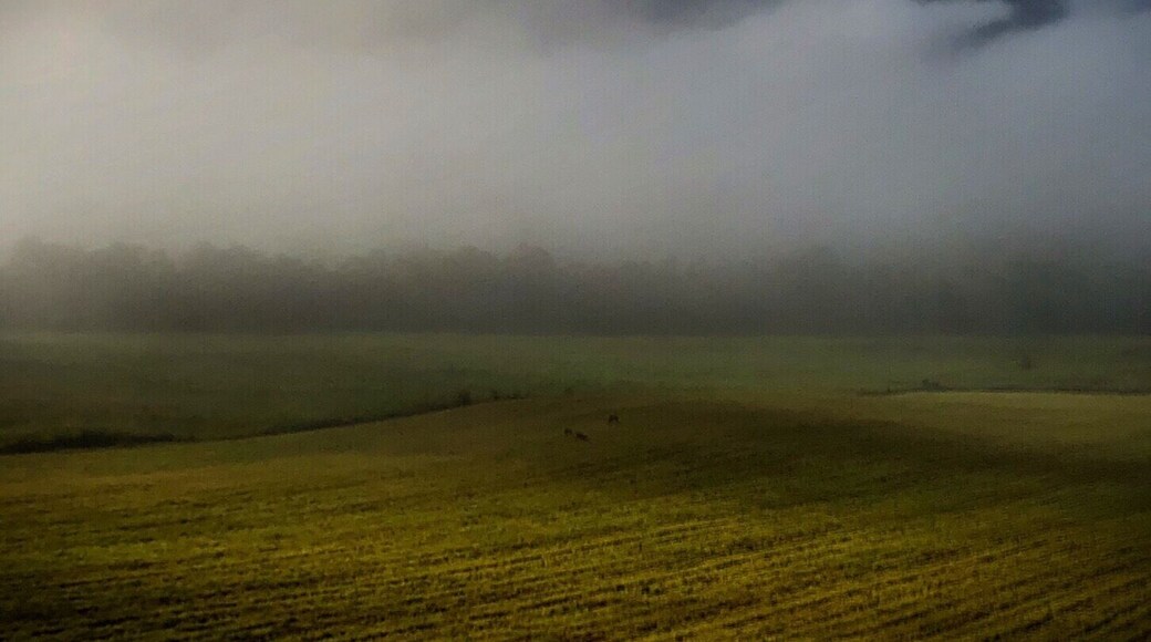 Early morning fog in Cades Cove.