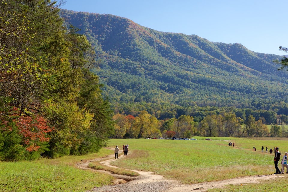 A hiking trail in a forested area with a mountain in the background.