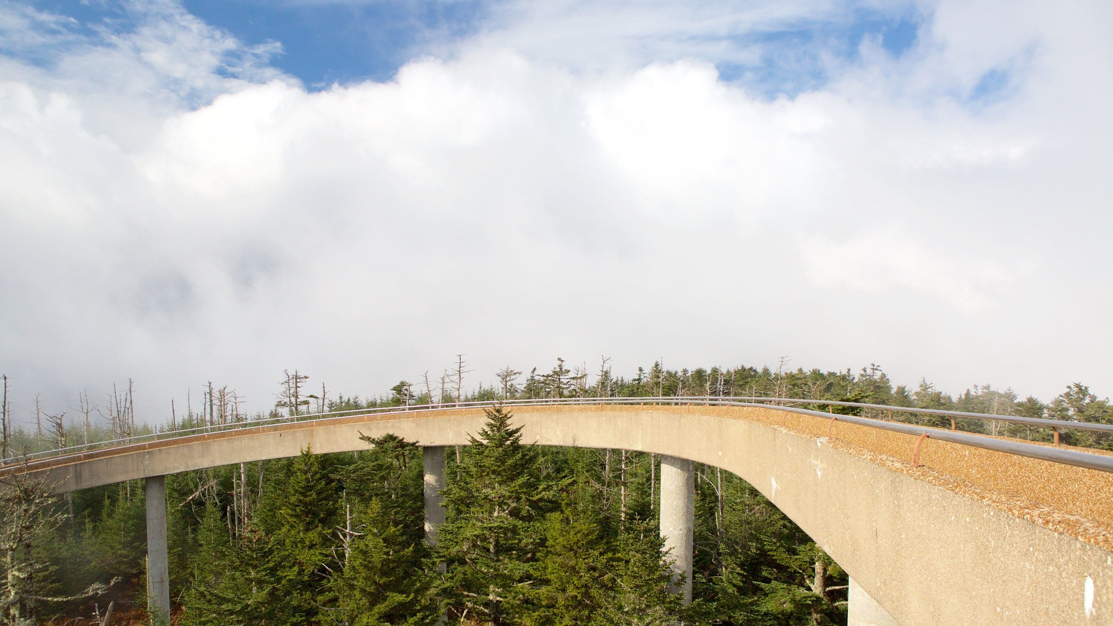 Un ponte in cemento con ringhiera, immerso in una fitta foresta sotto un cielo nuvoloso.