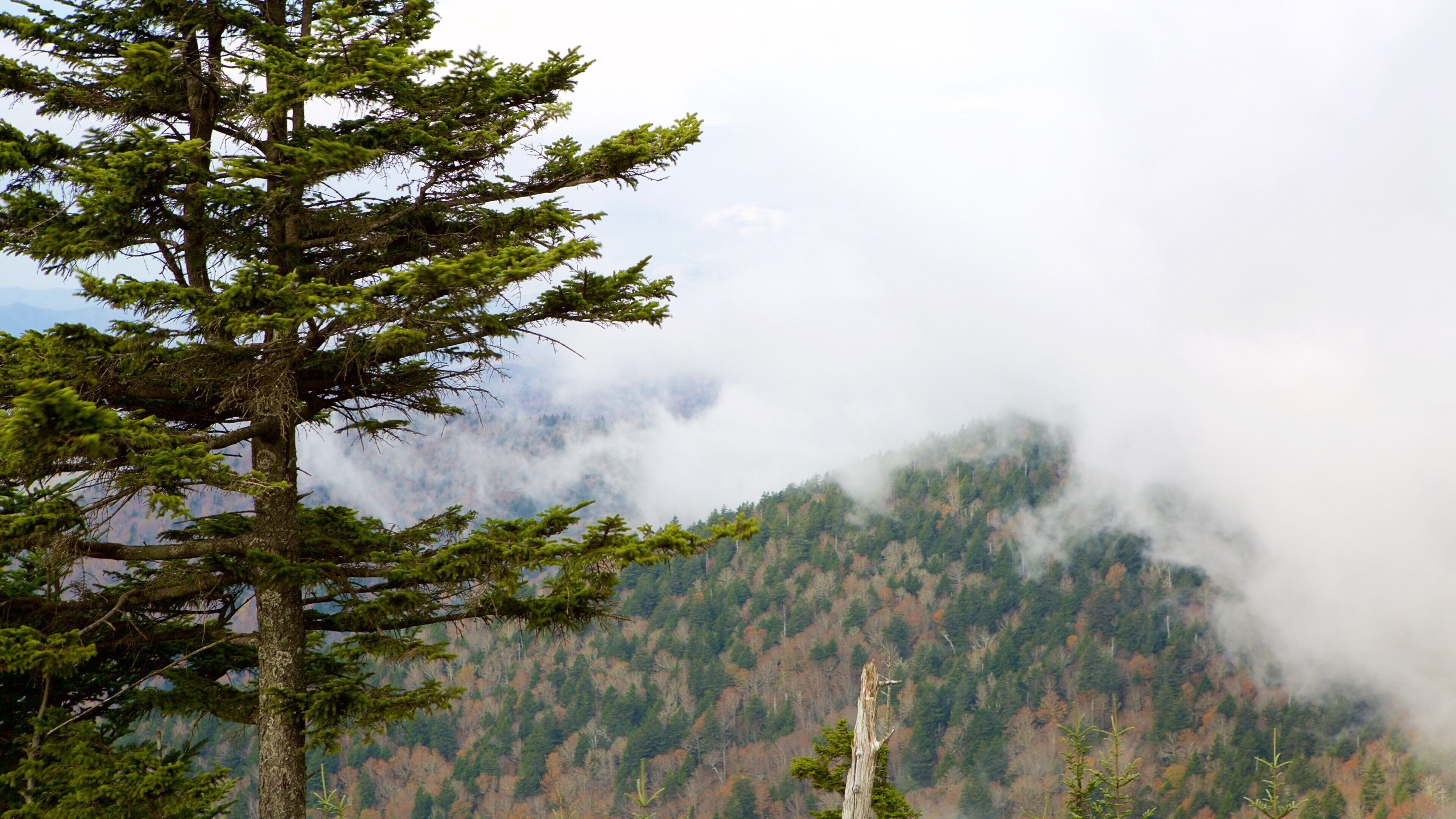 Great Smoky Mountains National Park featuring forest scenes, mountains and mist or fog