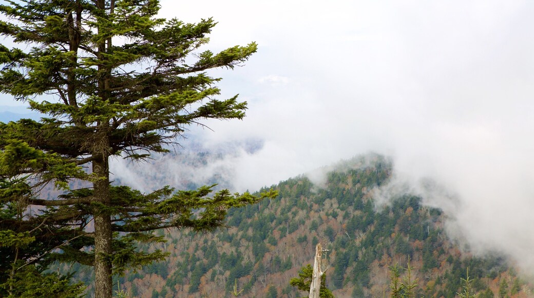 Great Smoky Mountains National Park featuring forest scenes, mountains and mist or fog