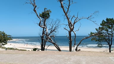 Una playa con árboles y el océano.