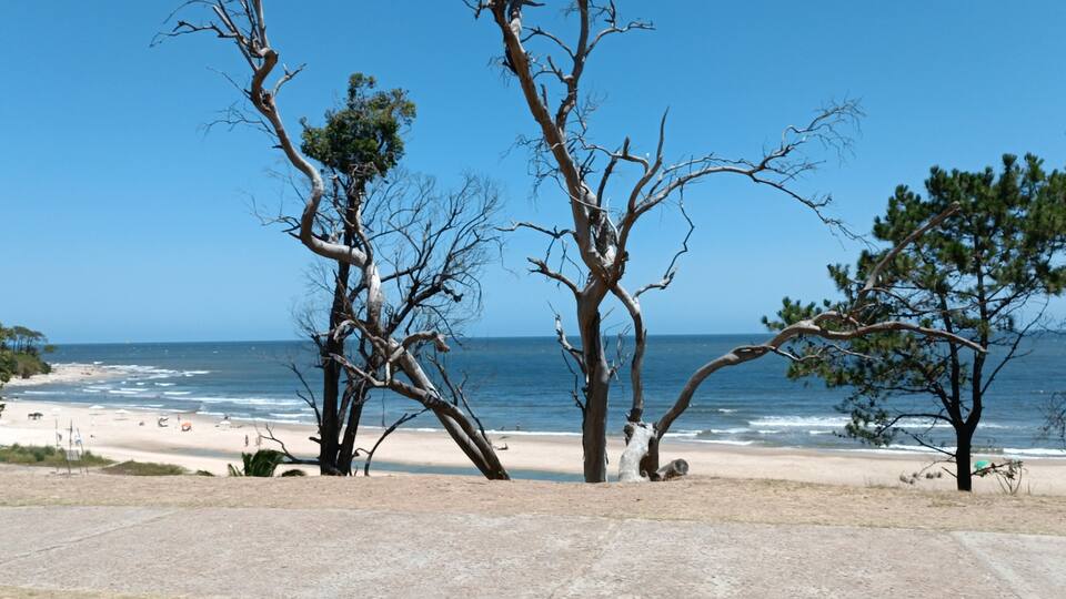 A beach with trees and the ocean.
