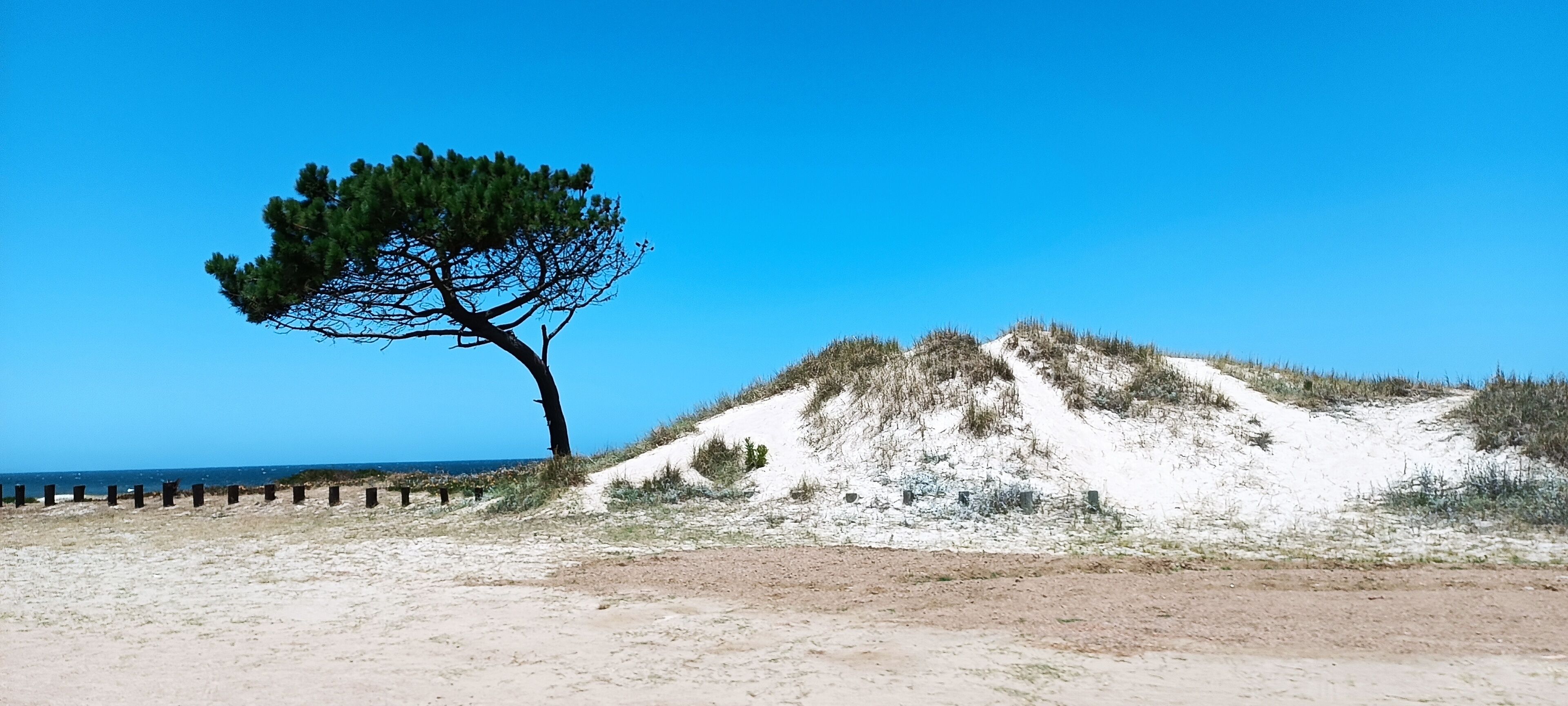 Playa de Atlantida. Dunas, árboles y mar.