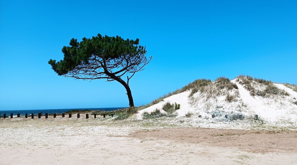 Playa de Atlantida. Dunas, árboles y mar.