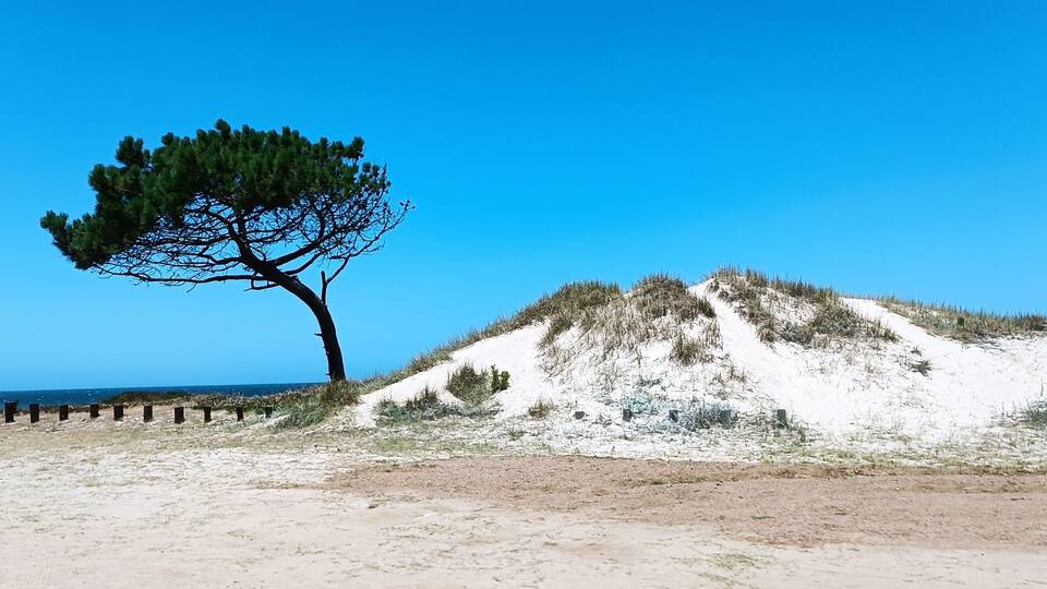 A lone tree on a sandy dune with a clear blue sky.