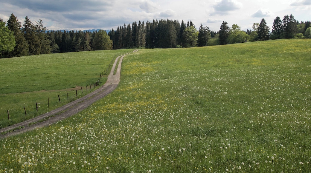 Blick von Nordosten auf das Waldstück Langer Filz zwischen Peiting und Steingaden, Oberbayern.(LSG:BY-LSG-00023.01)_LSG Langer Filz und Gruber See in den Gemeinden Peiting und Steingaden