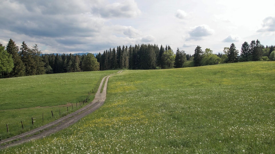 A rural landscape with a dirt path leading through a meadow dotted with white flowers, bordered by a fence and a line of trees in the background.