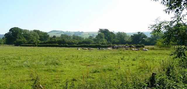 Beef cattle in summer meadow The hills around Clungunford can be seen in the distance.