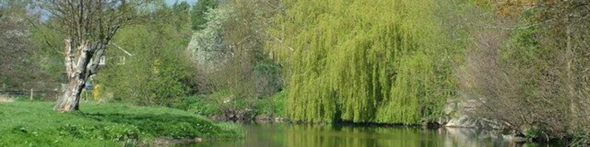 A calm river with a willow tree and a grassy bank.