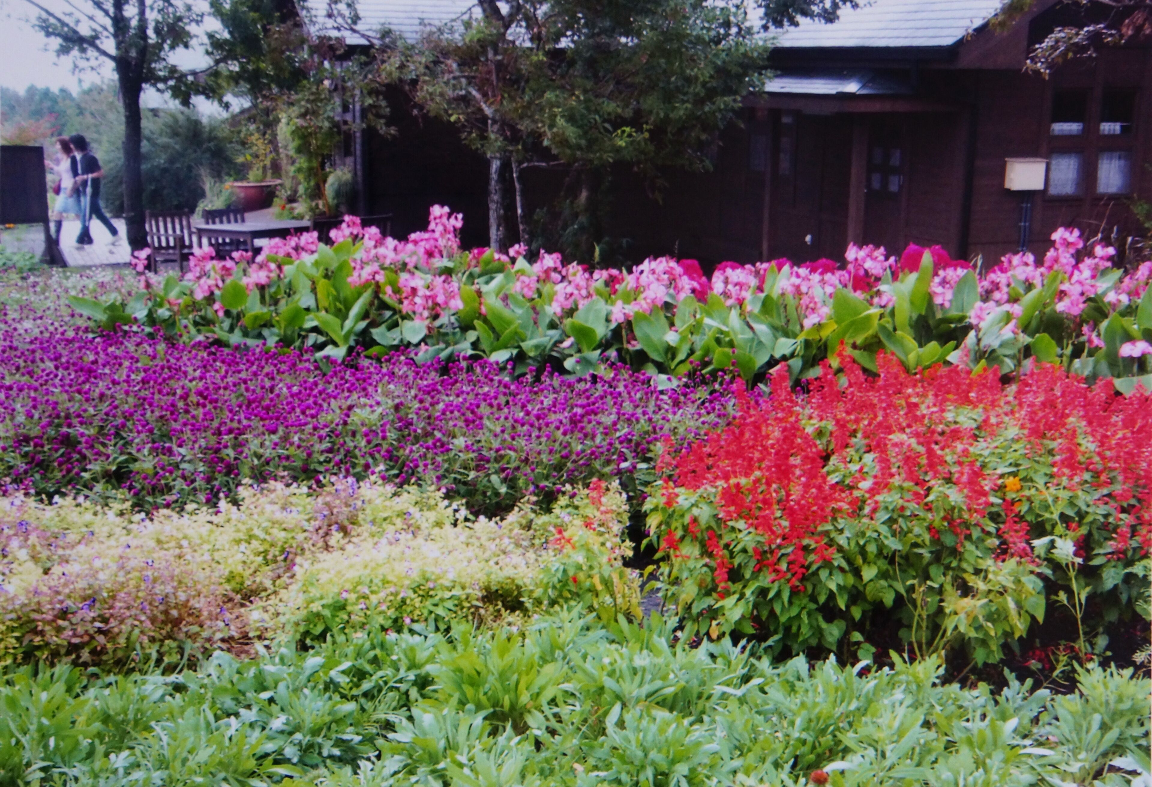 Kujuhana Park 久住花公園