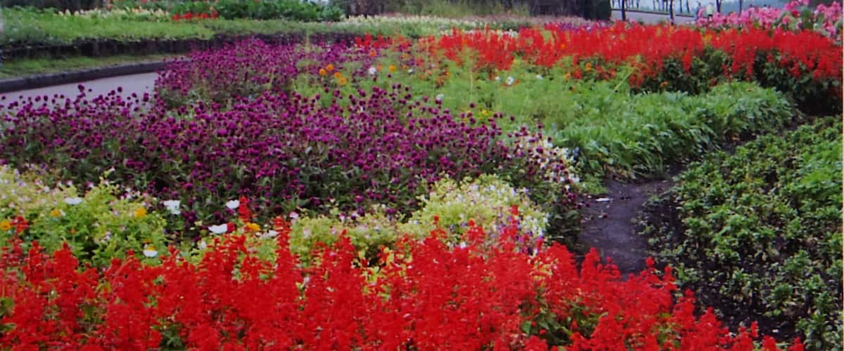 Kujuhana Park 久住花公園