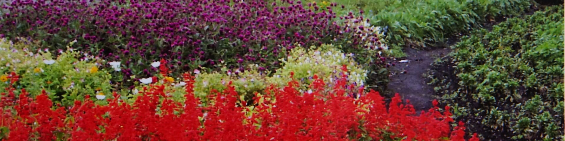 Kujuhana Park 久住花公園