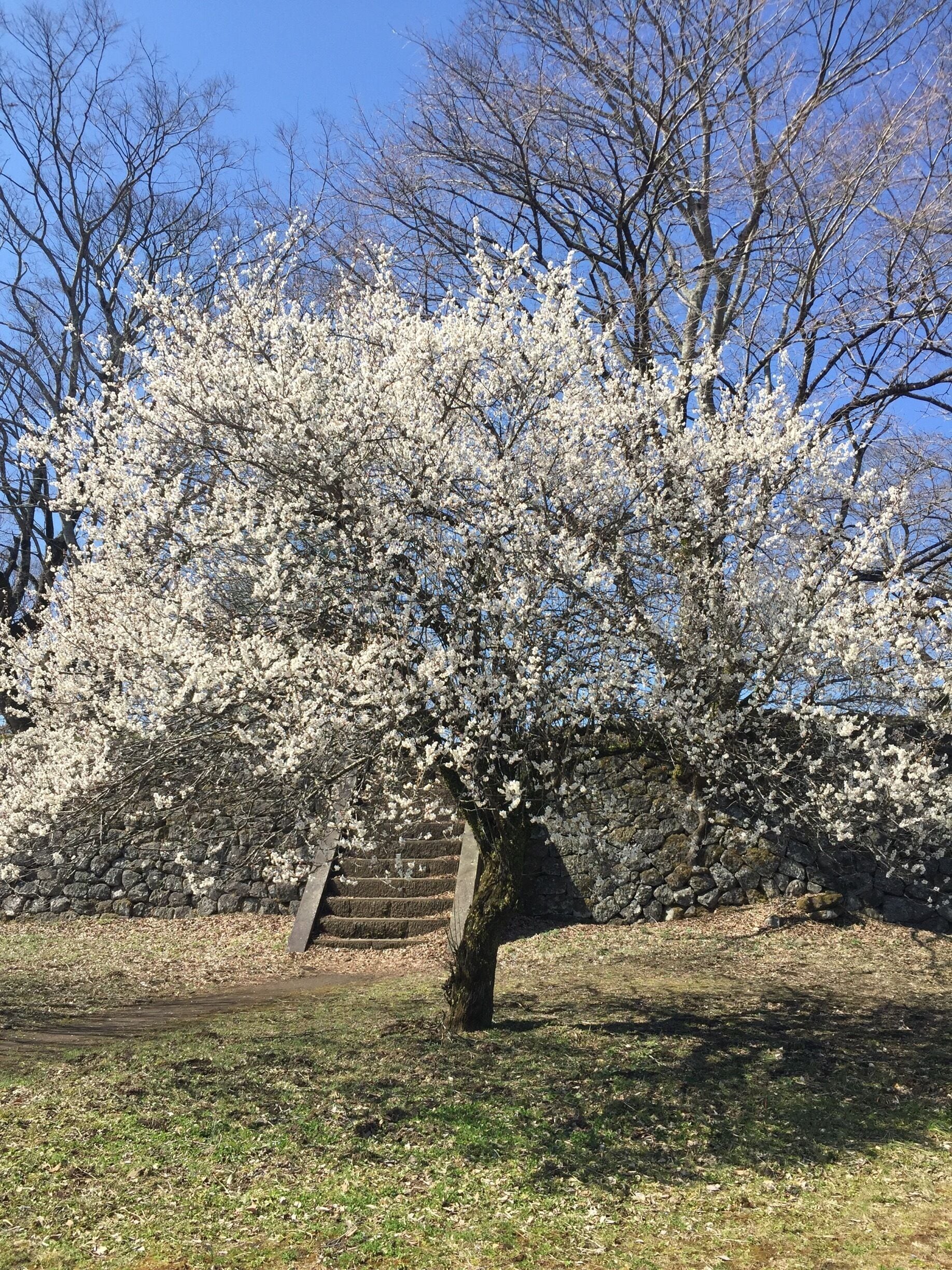 The plum trees in Oka castle ruins were in full bloom. Blue sky and a large staircase 150 years ago.