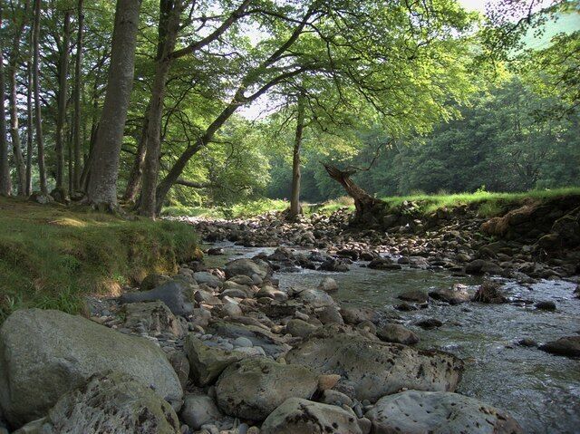 A rocky stream in a forest with trees and a fallen tree.
