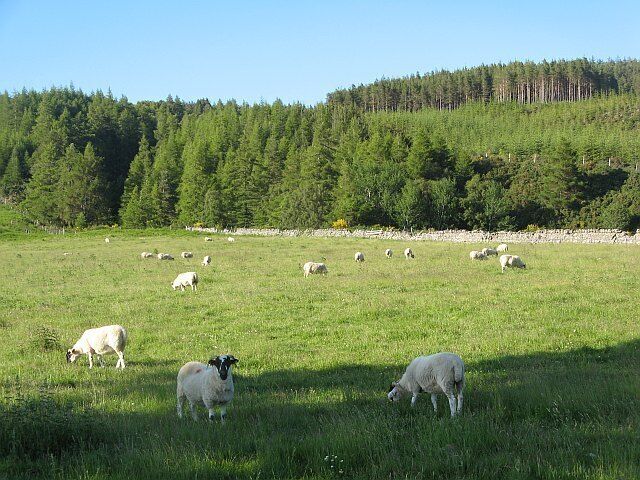 A grassy field with sheep grazing, surrounded by a forested hillside.
