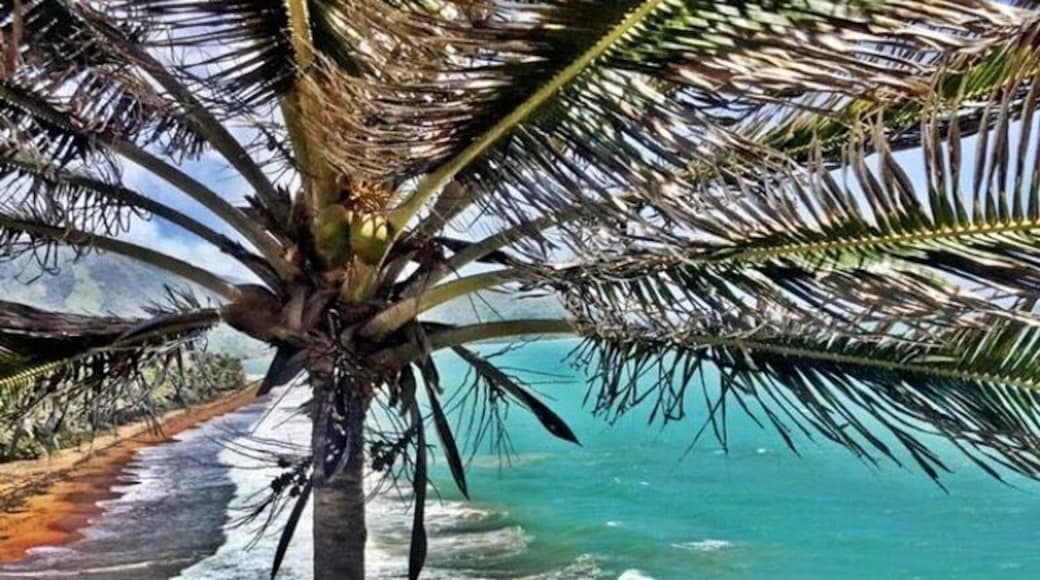 This photo was taken on the walkway path to Punta Tuna Lighthouse.
#Green