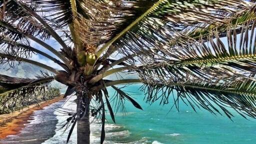 This photo was taken on the walkway path to Punta Tuna Lighthouse.
#Green