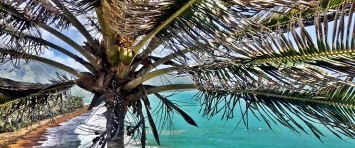 A palm tree overlooking a rocky shoreline with turquoise waves.