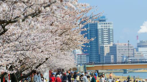 Cherry blossoms at the Yasuragi tsutsumi park in Niigata, Japan
