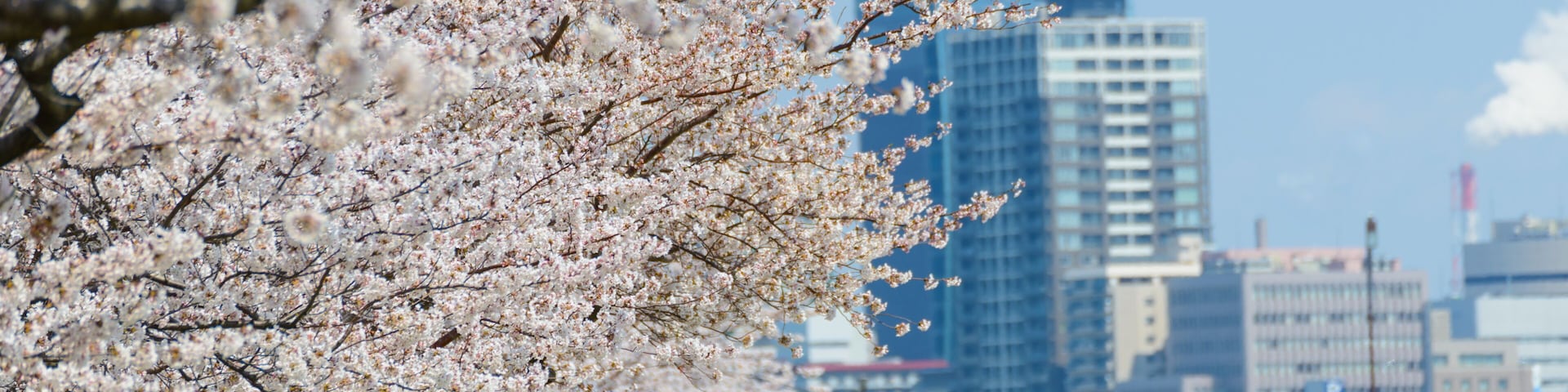 Cherry blossoms at the Yasuragi tsutsumi park in Niigata, Japan