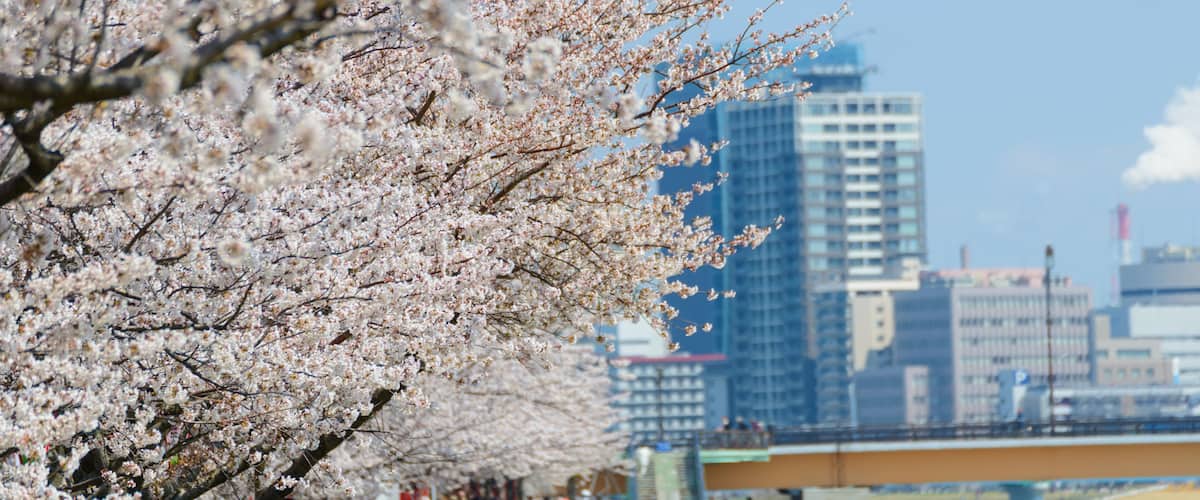 Cherry blossoms at the Yasuragi tsutsumi park in Niigata, Japan