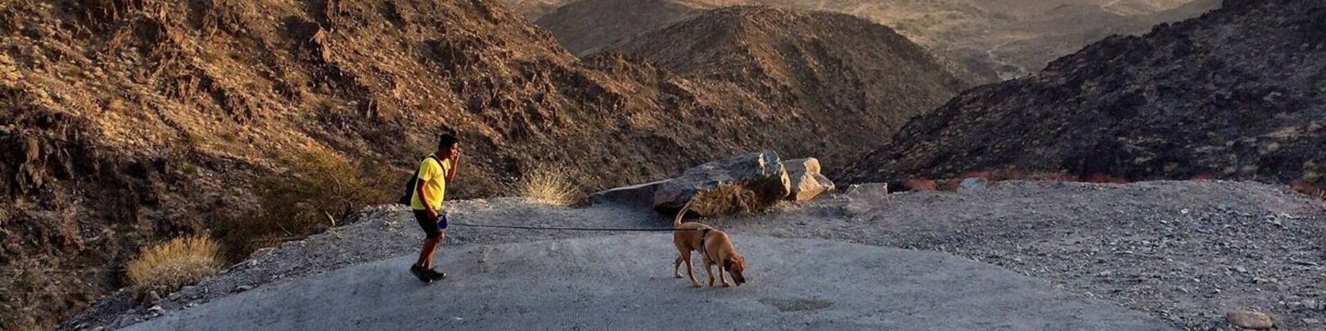 A person in a yellow shirt and black shorts walking a dog on a rocky, barren landscape with distant mountains.