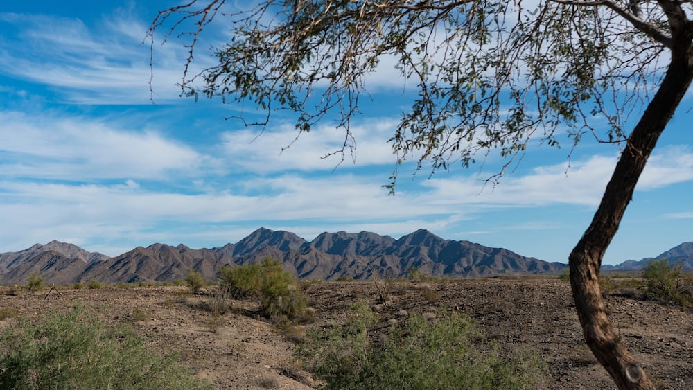 A desert landscape with sparse vegetation, a clear sky, and distant mountains.