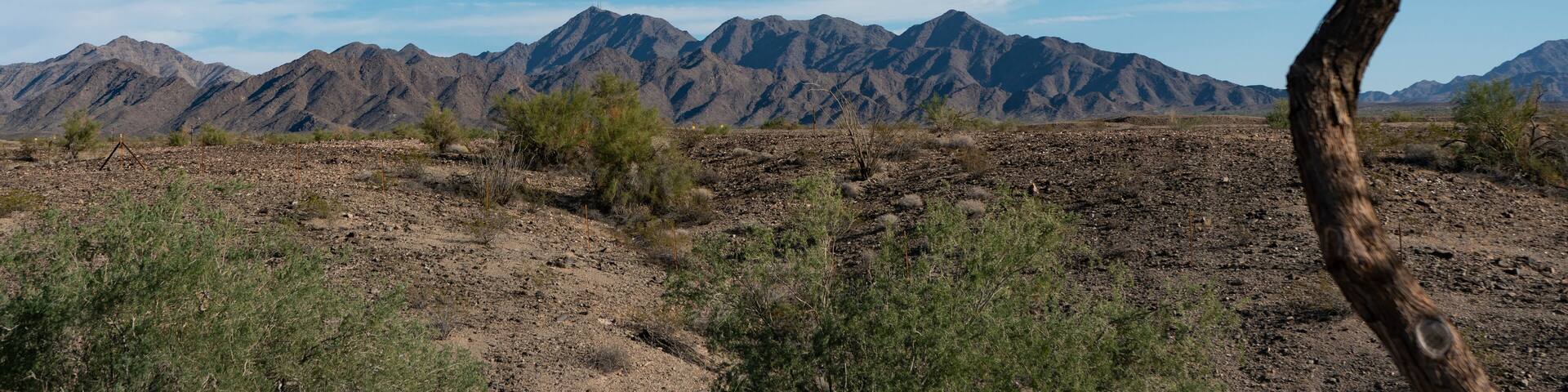 A desert landscape with sparse vegetation, a clear sky, and distant mountains.