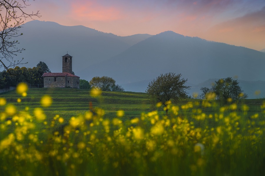Landscape with a field of flowers in a foreground and a old church in the background. Garbagnate Monastero, Lecco, Italy.
