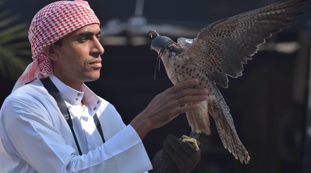 A Bahraini and his falcon, a perfect combination