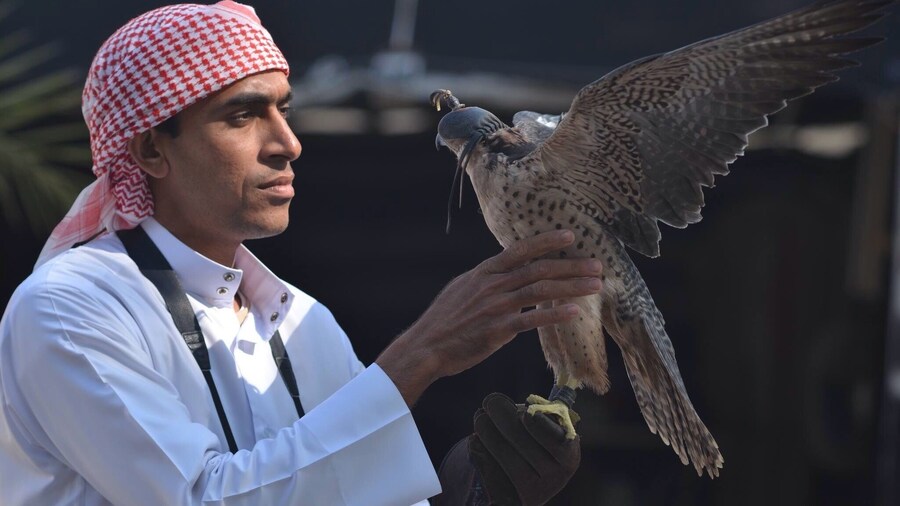 A Bahraini and his falcon, a perfect combination
