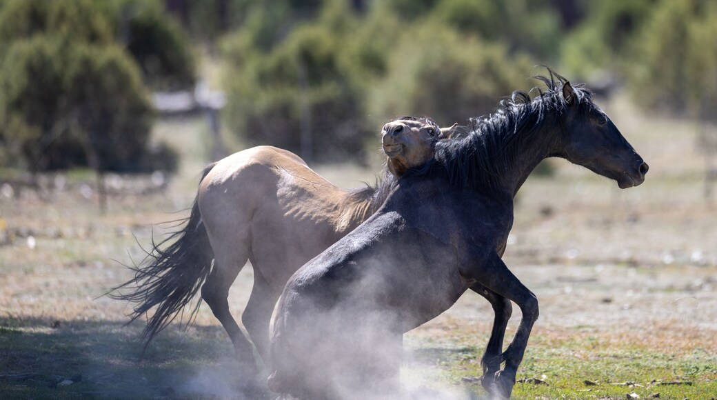 Wild Horse Stallions kicking up dust while battling on the Mogollon Rim mountains in Arizona United States
