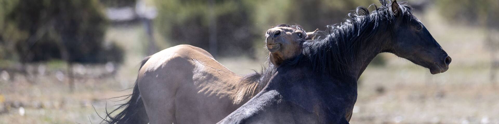 Wild Horse Stallions kicking up dust while battling on the Mogollon Rim mountains in Arizona United States