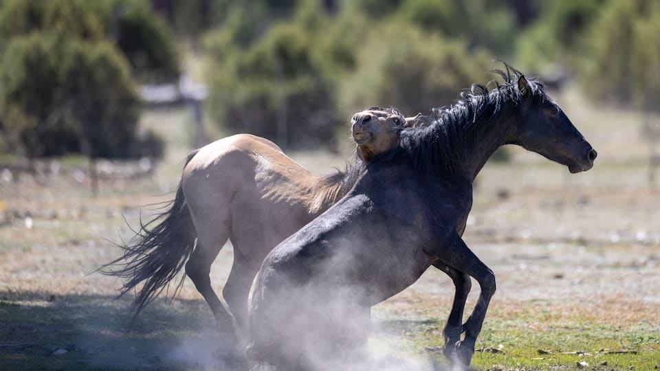 A horse in motion, kicking up dust, with a blurred background of trees and a clear sky.