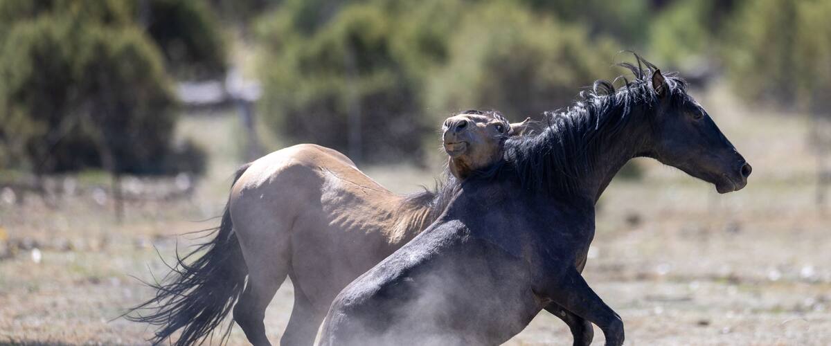 A horse in motion, kicking up dust, with a blurred background of trees and a clear sky.