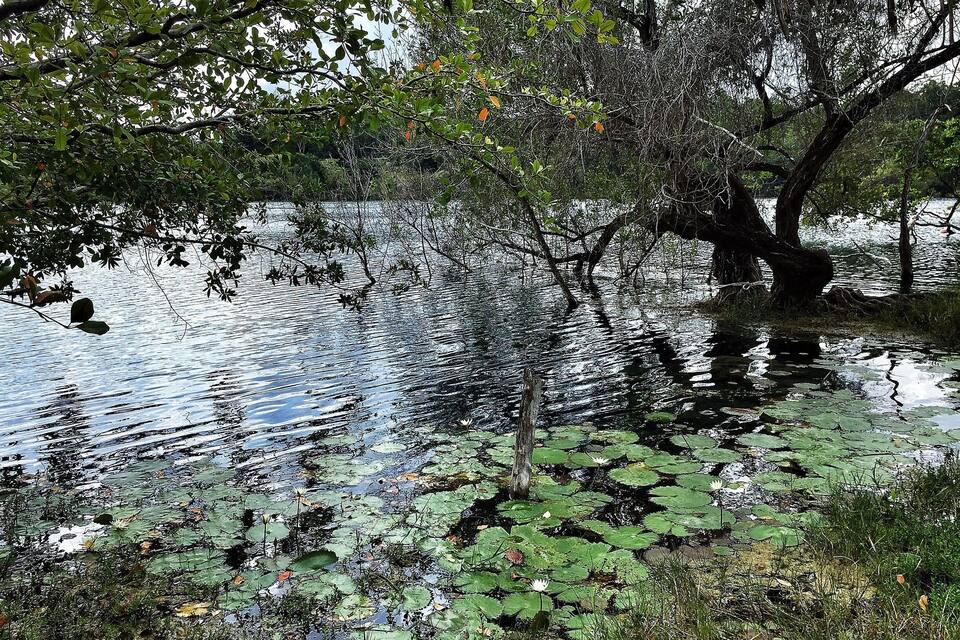 A calm lake with lily pads and trees reflecting on the water's surface.