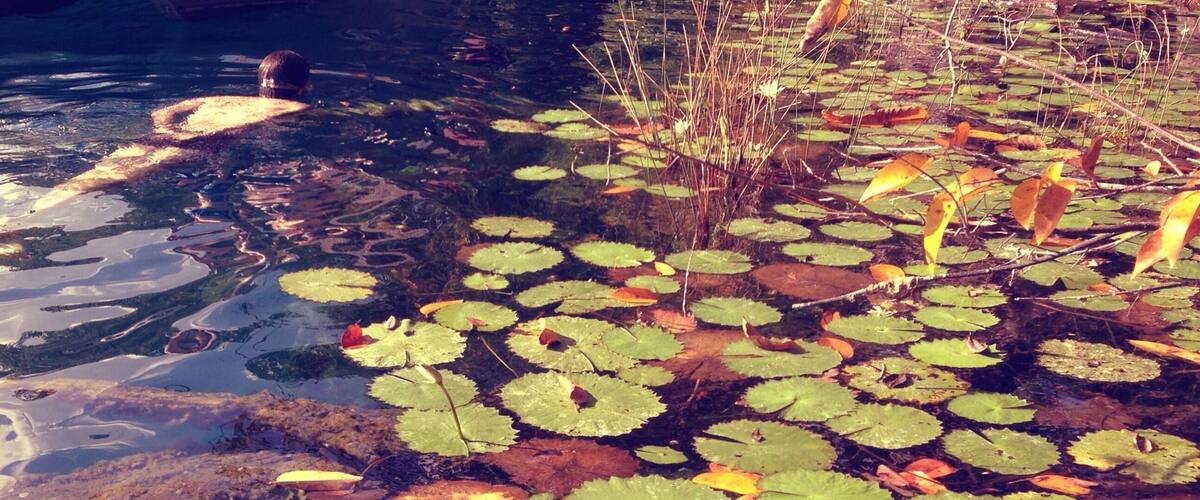 Absolutely beautiful open cenote in the Bacalar lagoon. #waterlust