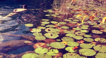 Absolutely beautiful open cenote in the Bacalar lagoon. #waterlust