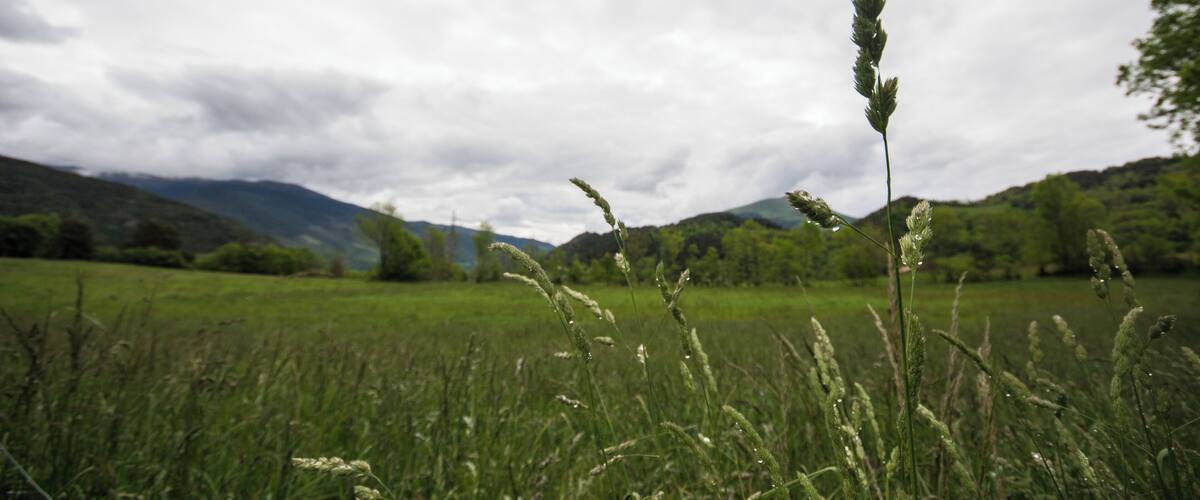 A grassy field with tall grass and mountains in the background.