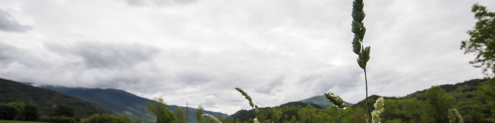 A grassy field with tall grass and mountains in the background.