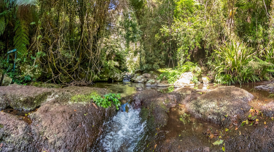 Cameron Falls in Tamborine National Park is a scenic rainforest waterfall surrounded by lush greenery in Queensland's Gold Coast Hinterland, Australia