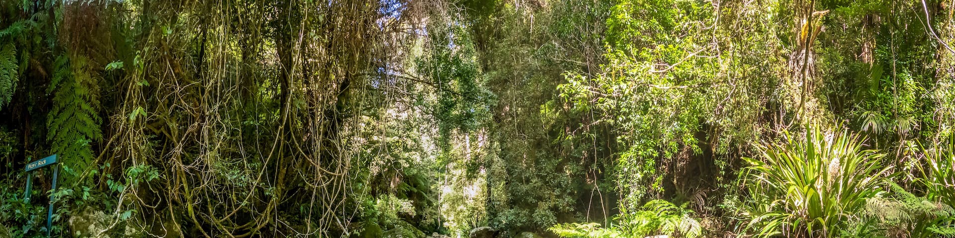 Cameron Falls in Tamborine National Park is a scenic rainforest waterfall surrounded by lush greenery in Queensland's Gold Coast Hinterland, Australia