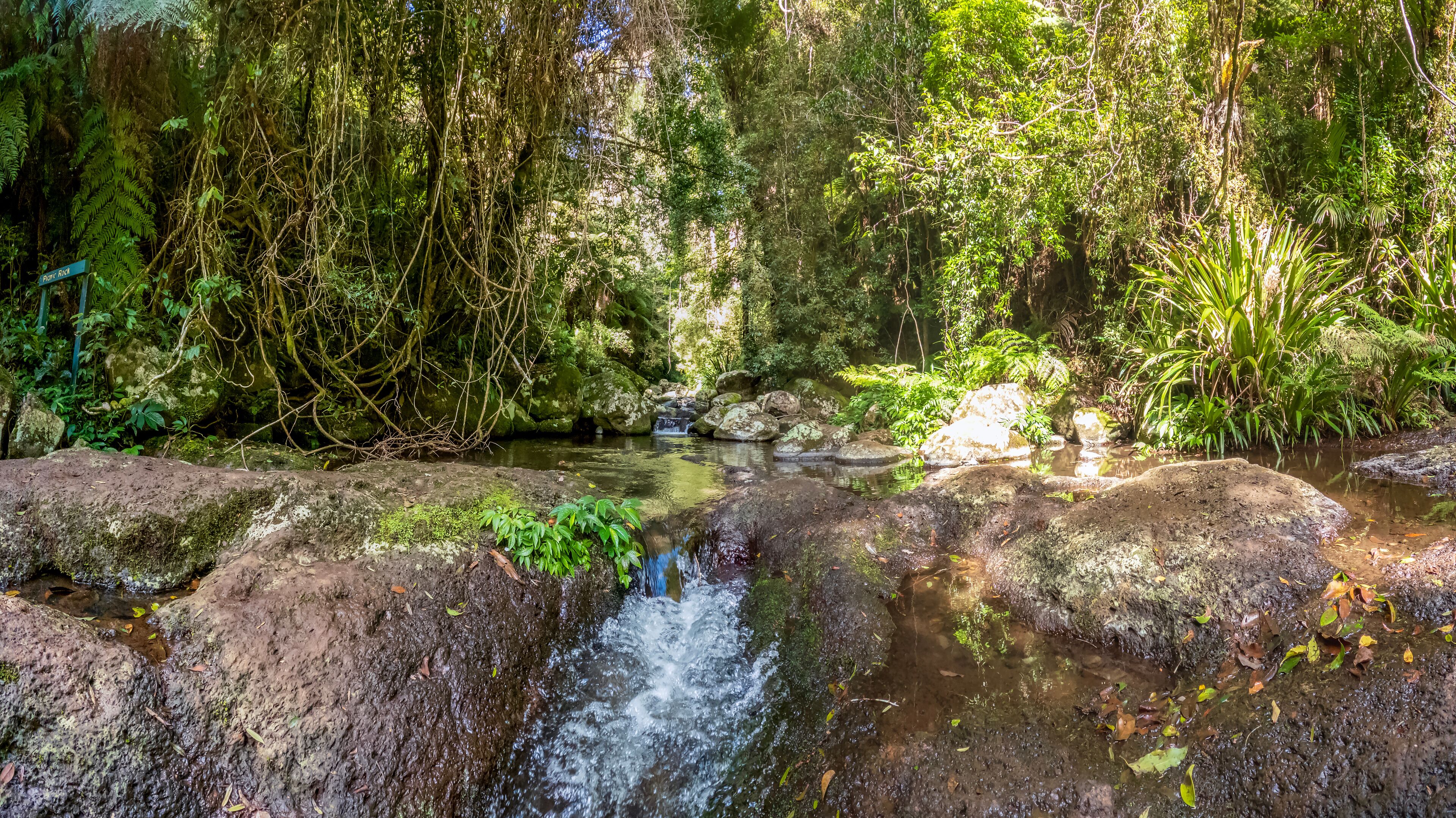 A forest stream with rocks and ferns.