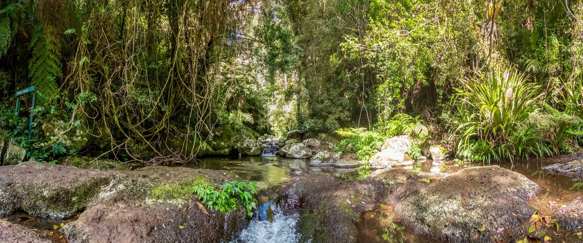 A forest stream with rocks and ferns.