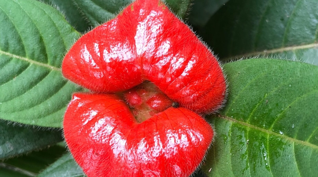 Spotted this lips flower in Coroico, Bolivia