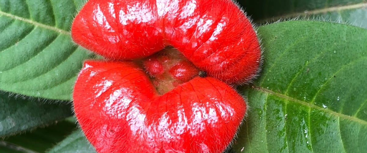 Spotted this lips flower in Coroico, Bolivia