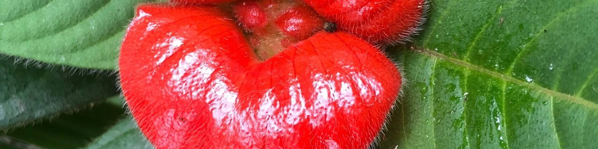 Spotted this lips flower in Coroico, Bolivia