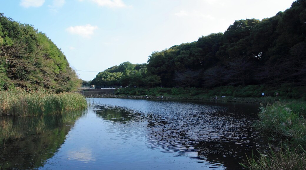 泉の森公園の池, The pond of Izuminomori Park
